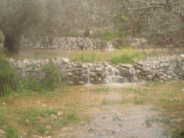 الامطار في القرية/قرية كفل حارس