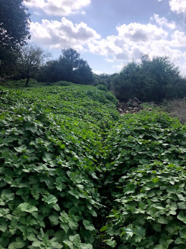 خربة المنوات / عكا