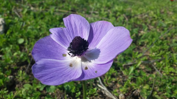 خربة المنوات / عكا