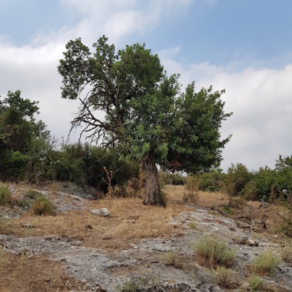 خربة المنوات / عكا