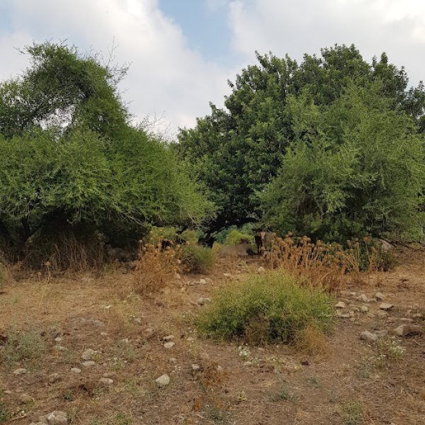 خربة المنوات / عكا