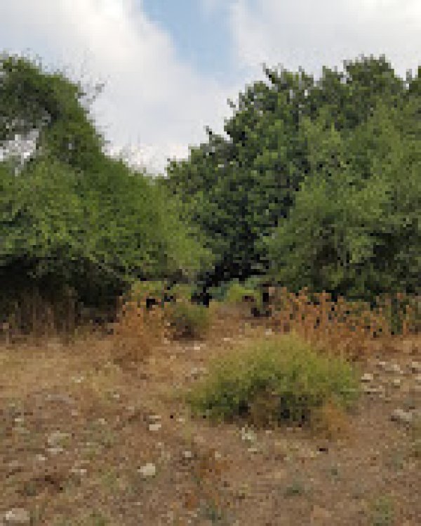 خربة المنوات / عكا