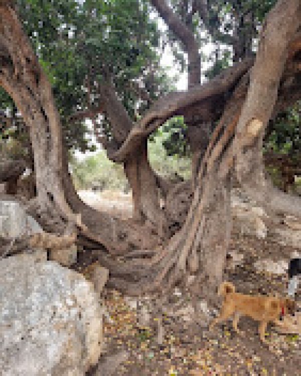 خربة المنوات / عكا