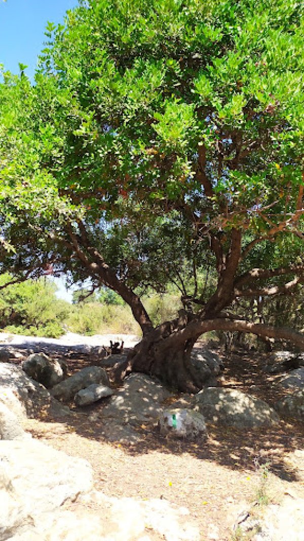 خربة المنوات / عكا