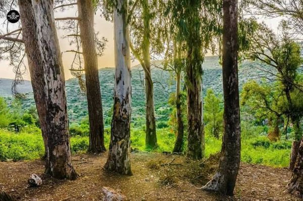  | موسوعة القرى الفلسطينية