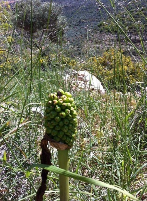  | موسوعة القرى الفلسطينية