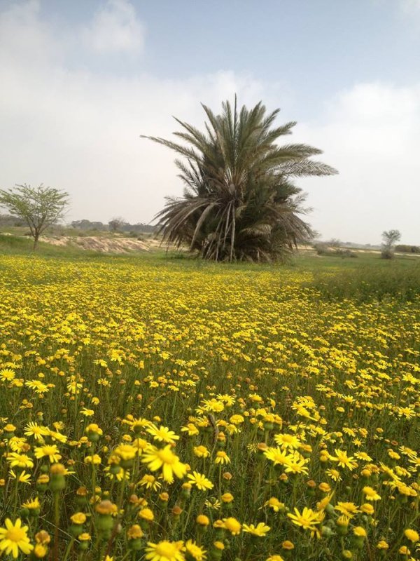 تل أبو محفوظ / بئر السبع