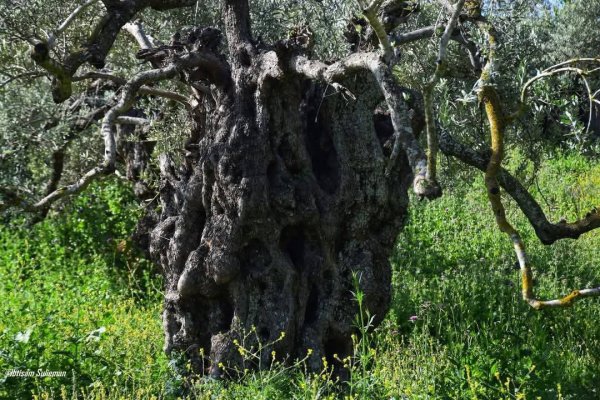  | موسوعة القرى الفلسطينية