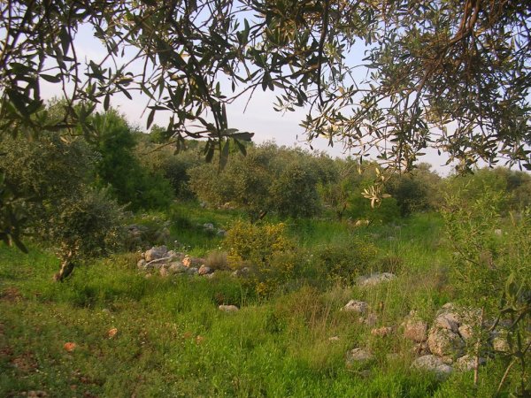  | موسوعة القرى الفلسطينية