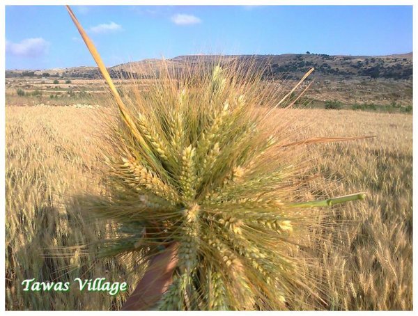 قرية طواس / الخليل