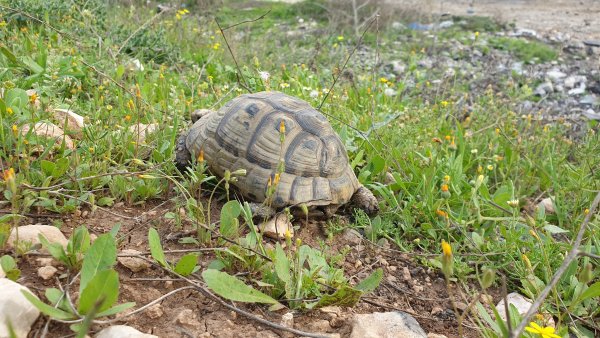 قرية طواس / الخليل