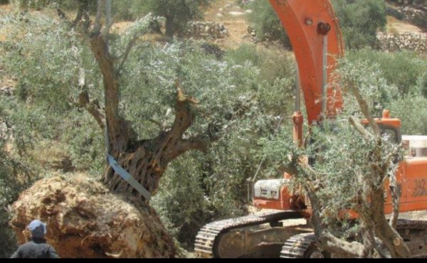 صور من قرية أم النصر شمال مدينة غزة