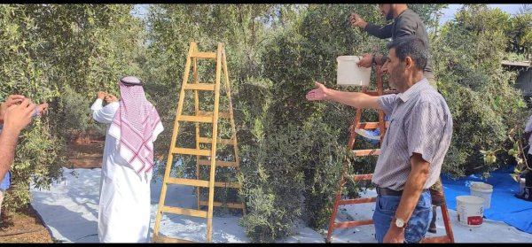 موسم قطف الزيتون في قرية أم النصر موسم عام 2022، نقلاً عن صفحة بلدية أم النصر الرسمية على فيسبوك