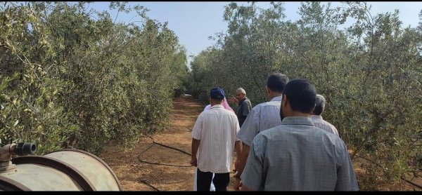 موسم قطف الزيتون في قرية أم النصر موسم عام 2022، نقلاً عن صفحة بلدية أم النصر الرسمية على فيسبوك