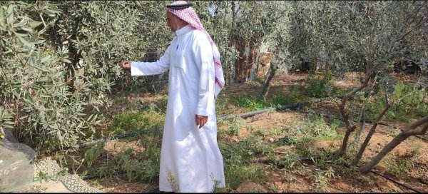 موسم قطف الزيتون في قرية أم النصر موسم عام 2022، نقلاً عن صفحة بلدية أم النصر الرسمية على فيسبوك