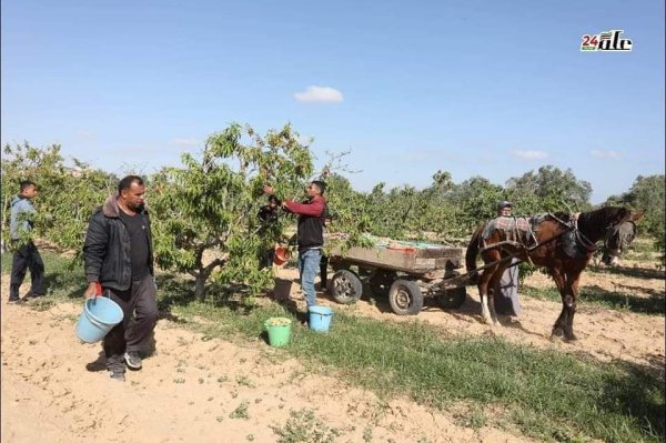  | موسوعة القرى الفلسطينية