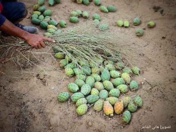  | موسوعة القرى الفلسطينية
