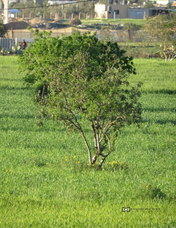  | موسوعة القرى الفلسطينية