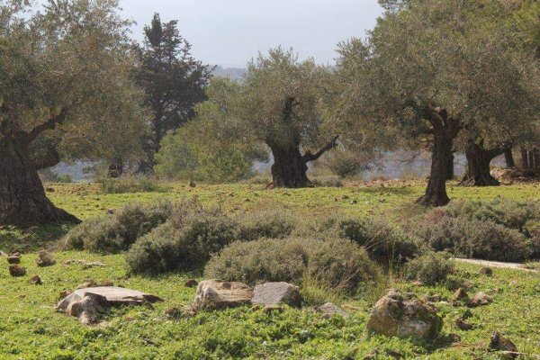 | موسوعة القرى الفلسطينية  | موسوعة القرى الفلسطينية