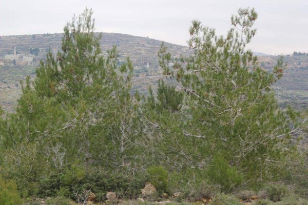 | موسوعة القرى الفلسطينية  | موسوعة القرى الفلسطينية