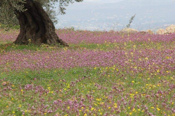 | موسوعة القرى الفلسطينية  | موسوعة القرى الفلسطينية
