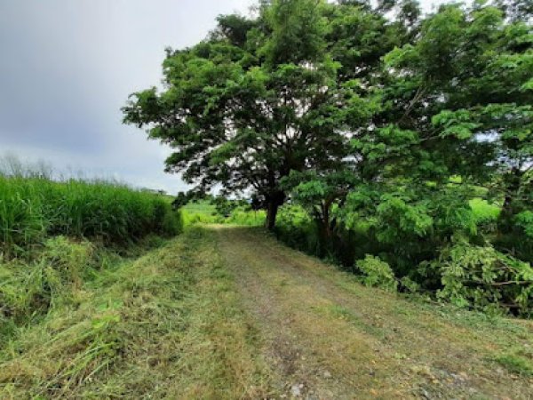 قرية بلاطة / نابلس