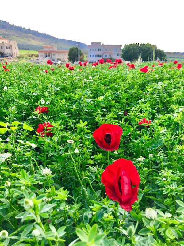  | موسوعة القرى الفلسطينية