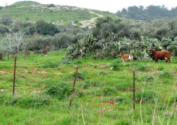 صورة حديثة من أراضي قرية عجنجول المهجرة