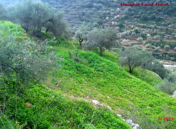 أراضي القرية/كفر الديك