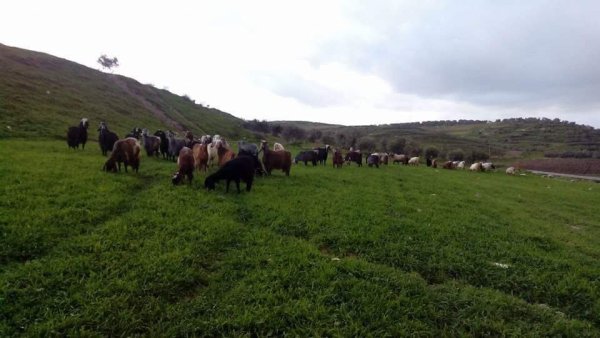 أراضي قرية المنصورة جنوبي مدية جنين