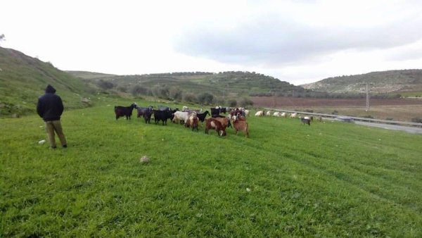 أراضي قرية المنصورة جنوبي مدية جنين