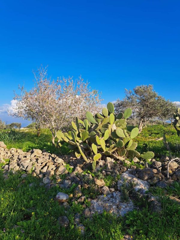 صور لقرية المطلة قضاء جنين، من صفحة: أ.Atef Abu Aroob