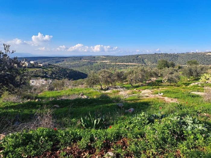 المُطِلَّة  | موسوعة القرى الفلسطينية