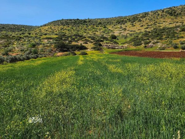 صور حديثة من منطقة وادي شوباش بين قريتي المغير ورابا، بعدسة: أ. يوسف عودة