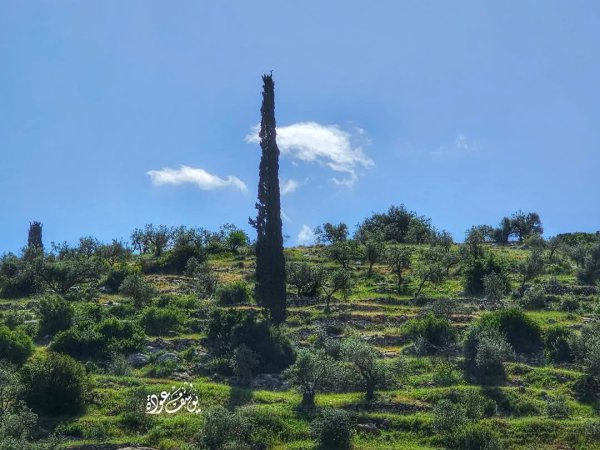 صور حديثة من منطقة وادي شوباش بين قريتي المغير ورابا، بعدسة: أ. يوسف عودة