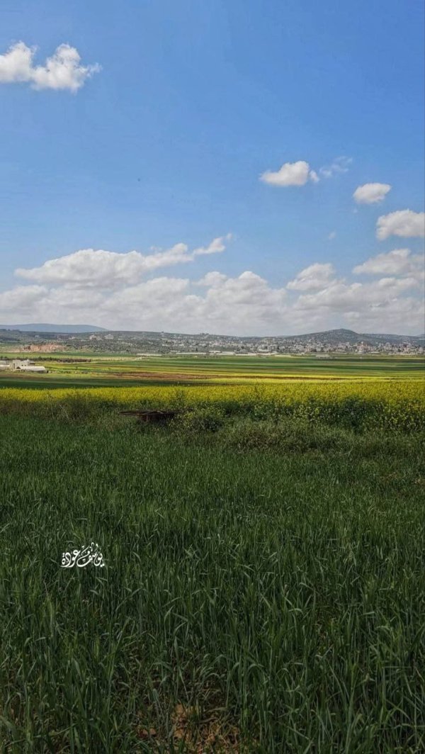 الربيع في أراضي سهل رابا، بعدسة: أ.يوسف عودة