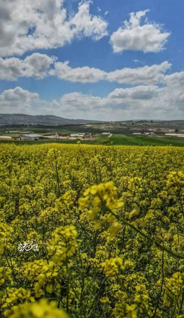الربيع في أراضي سهل رابا، بعدسة: أ.يوسف عودة