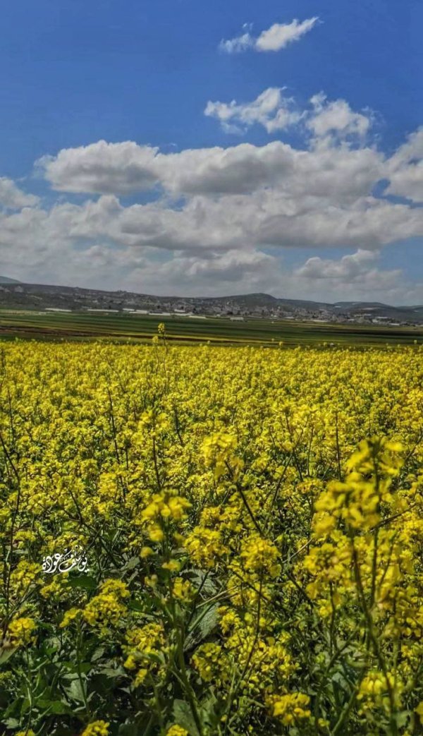الربيع في أراضي سهل رابا، بعدسة: أ.يوسف عودة