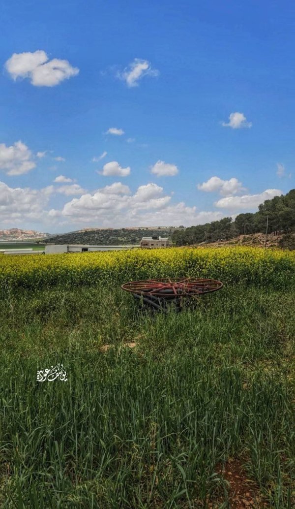 الربيع في أراضي سهل رابا، بعدسة: أ.يوسف عودة