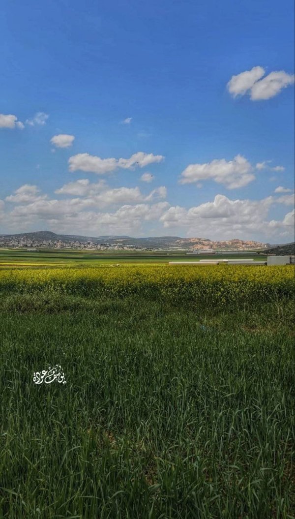 الربيع في أراضي سهل رابا، بعدسة: أ.يوسف عودة