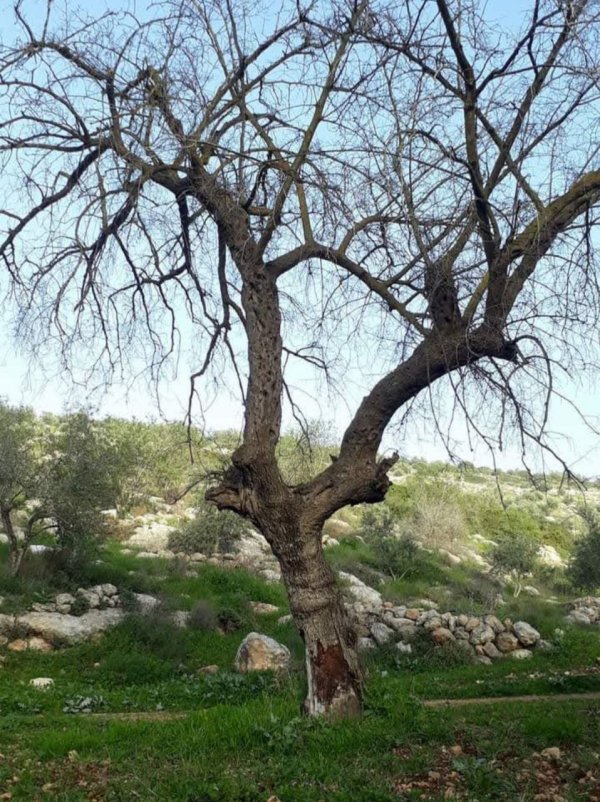 صور من قرية عابا الشرقية شرقي جنين