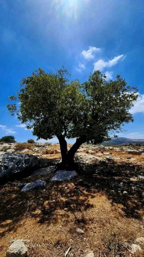 تلفيت / جنين: بعدسة يوسف تركمان