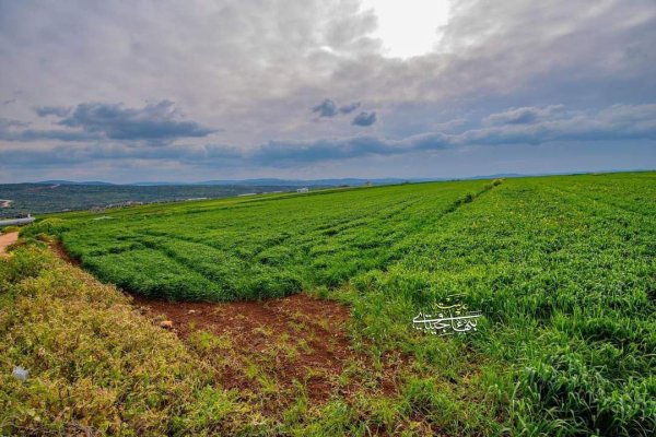 صور من أراضي قرية جلبون شرق جنين، بعدسة: بهاء جيتاوي