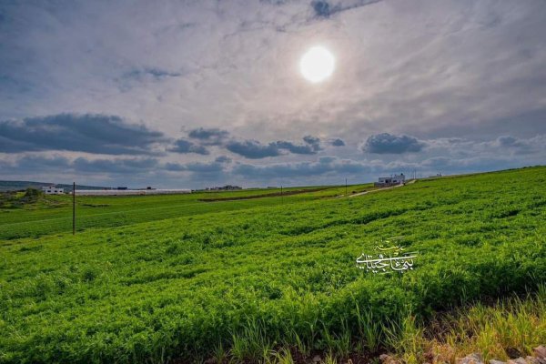 صور من أراضي قرية جلبون شرق جنين، بعدسة: بهاء جيتاوي