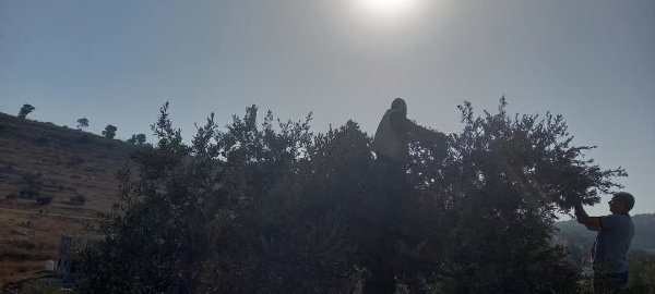 موسم قطف الزيتون في قرية جلبون، موسم 2024، نقلاً عن صفحة مجلس قروي جلبون