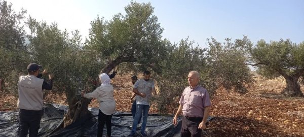 موسم قطف الزيتون في قرية جلبون، موسم 2024، نقلاً عن صفحة مجلس قروي جلبون