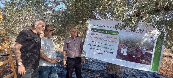 موسم قطف الزيتون في قرية جلبون، موسم 2024، نقلاً عن صفحة مجلس قروي جلبون