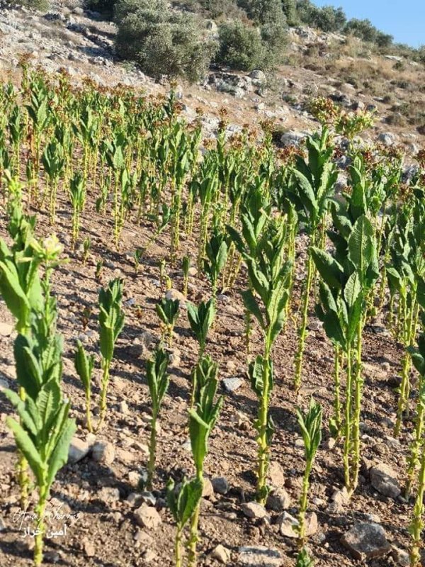 صور لأراضي قرية زبدة بعدسة: أ. أمين خراز