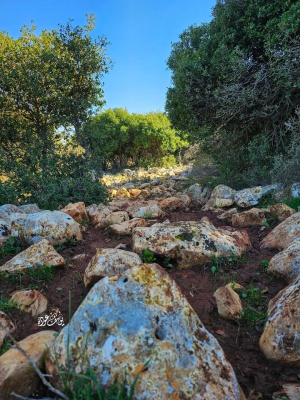 صور من أحراش قرية سيريس في محافظة جنين، بعدسة: أ. يوسف عودة