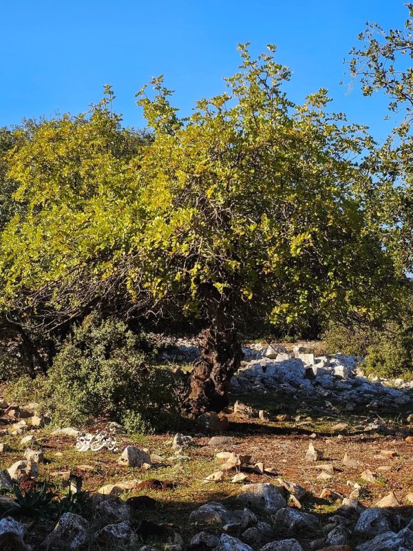 صور من أحراش قرية سيريس في محافظة جنين، بعدسة: أ. يوسف عودة